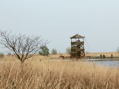 -盐城丹顶鹤湿地生态旅游区