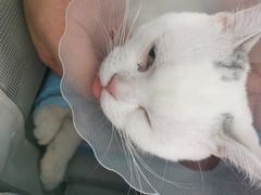 -佳怡动物医院·平价24小时·猫专科骨外科