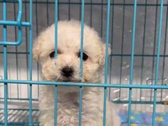 -翊宠yipet猫狗购宠庄园犬舍•猫舍