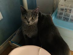 -纳吉亚猫专科动物诊疗中心(蒋宅口分院)