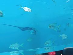 -瑞德姆美人鱼海底演艺主题餐厅(亚龙湾店)