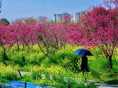 -南汇桃花村