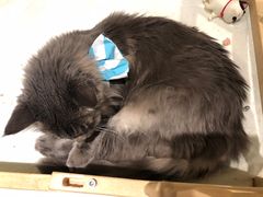 -猫小院猫主题咖啡厅(北锣店)