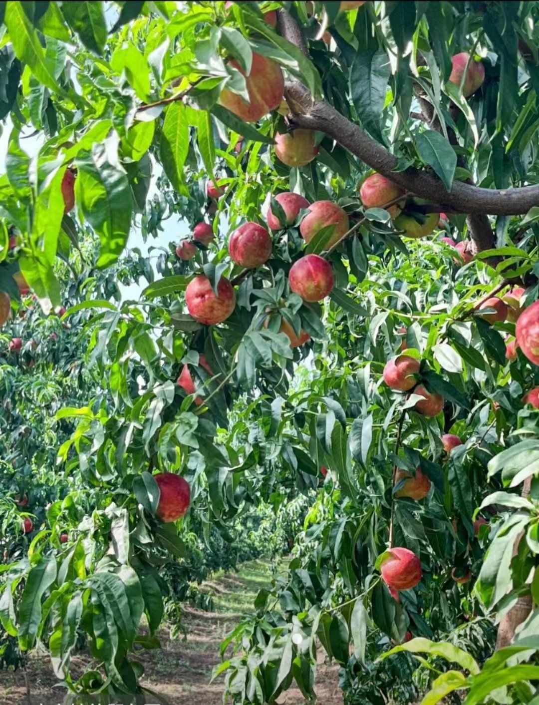 明媚果园采摘乐