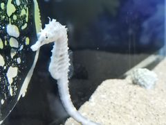 -欢乐海岸海洋奇梦馆