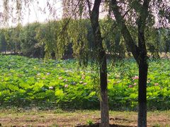 -东郊湿地公园