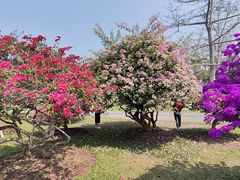 -中国科学院西双版纳热带植物园