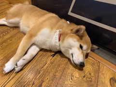 -柴务处·柴犬主题狗咖