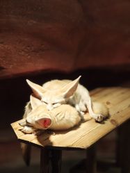 -Zoolung Zoolung动物主题公园(海信广场店)