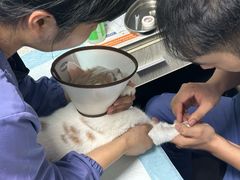 -半岛宠物医院24小时(科华中路店)