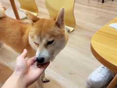 -柴迷FANS CLUB·柴犬狗咖·猫咖