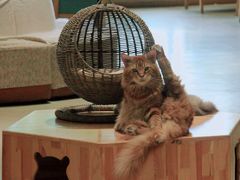 -藏猫猫咖啡主题馆(中央大道店)