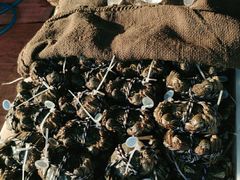 -盛华世家商业广场农贸水产综合批发市场