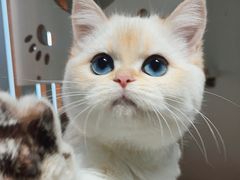 -东方名猫馆·英短金渐层布偶猫舍(环线广场1号楼店)