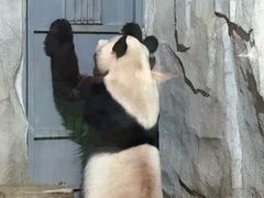 -深圳野生动物园