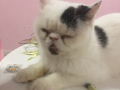 -三花喵·撸猫购宠·宠物生活馆(虹桥南丰城店)