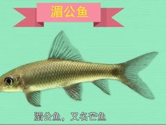 -鱼谦脆皮烤鱼(华阳城店)