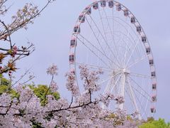 -顾村公园