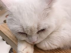 -飞行喵MR PILOT|猫舍·猫咖(静安大融城店)
