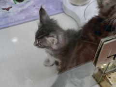 -糯米喵星人总部直营旗舰店·猫舍·幼猫出售