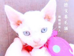 -十年猫舍·猫咪专门店(普陀店)