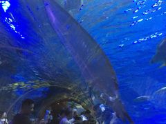 -华夏文旅海洋公园