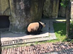 -都江堰中华大熊猫苑