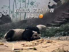 -中国大熊猫保护研究中心雅安碧峰峡基地