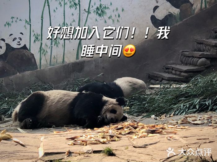 中国大熊猫保护研究中心雅安碧峰峡基地图片
