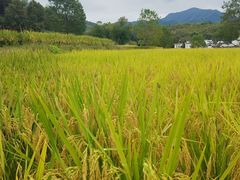 -塔川景区
