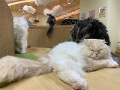 -猫和宫(六道口店)