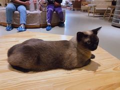 -藏猫猫咖啡主题馆(中央大道店)