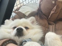 -怪兽屋·羊驼·猫咖·狗咖(俊华广场店)