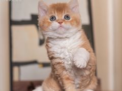 -小猫来了·猫舍(红山六九七九店)