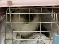 -宠颐生汉谟拉比宠物医院