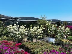 -龙大花卉苗木市场