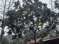 -青城甲(青城山店)