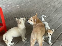 -桃园美食(水库路店)