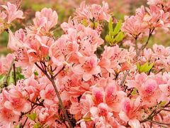 -瑞安圣井山景区