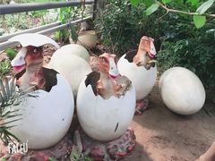 -呀路古热带植物园