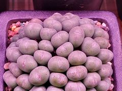 -花鸟鱼虫鲜花绿植市场(玉泉路店)