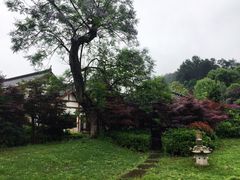 -铁山坪森林公园