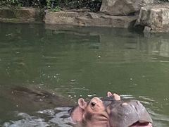 -上海野生动物园