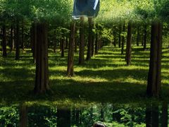 -黄海国家森林公园