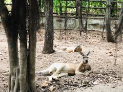 -清迈夜间动物园