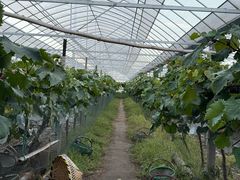 -马陆小张葡萄园农家乐