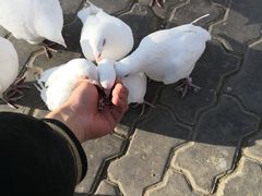 -高庙保安寺