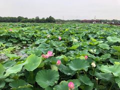 -荷塘月色湿地公园·向阳花洲