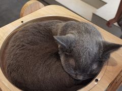-飞行喵MR PILOT|猫舍·猫咖(静安大融城店)