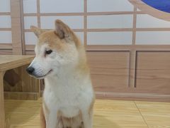 -柴源莊·柴小宠柴犬咖啡